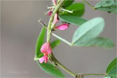 Indigofera trifoliata